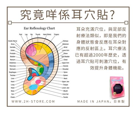 耳穴貼是什麼|耳穴療法功效｜中醫教你按壓技巧改頭痛、失眠等10大 